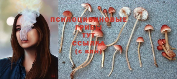 трава Белокуриха